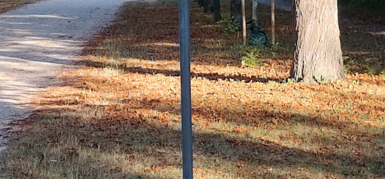 Neue Radwegverbindung durch den Akademiepark