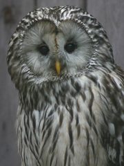 08.09.2019 <br>Radtour zur Eulen- und Greifvogelstation Haringsee ab Wolkersdorf