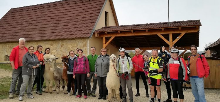 Radtour Alpakas in Traunfeld am 20.10.2018