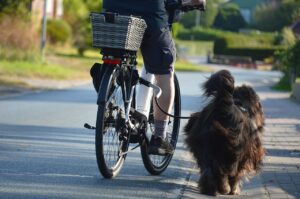 https://pixabay.com/de/photos/fahrrad-rad-fahren-hund-haustier-7432000/