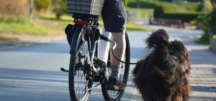 https://pixabay.com/de/photos/fahrrad-rad-fahren-hund-haustier-7432000/